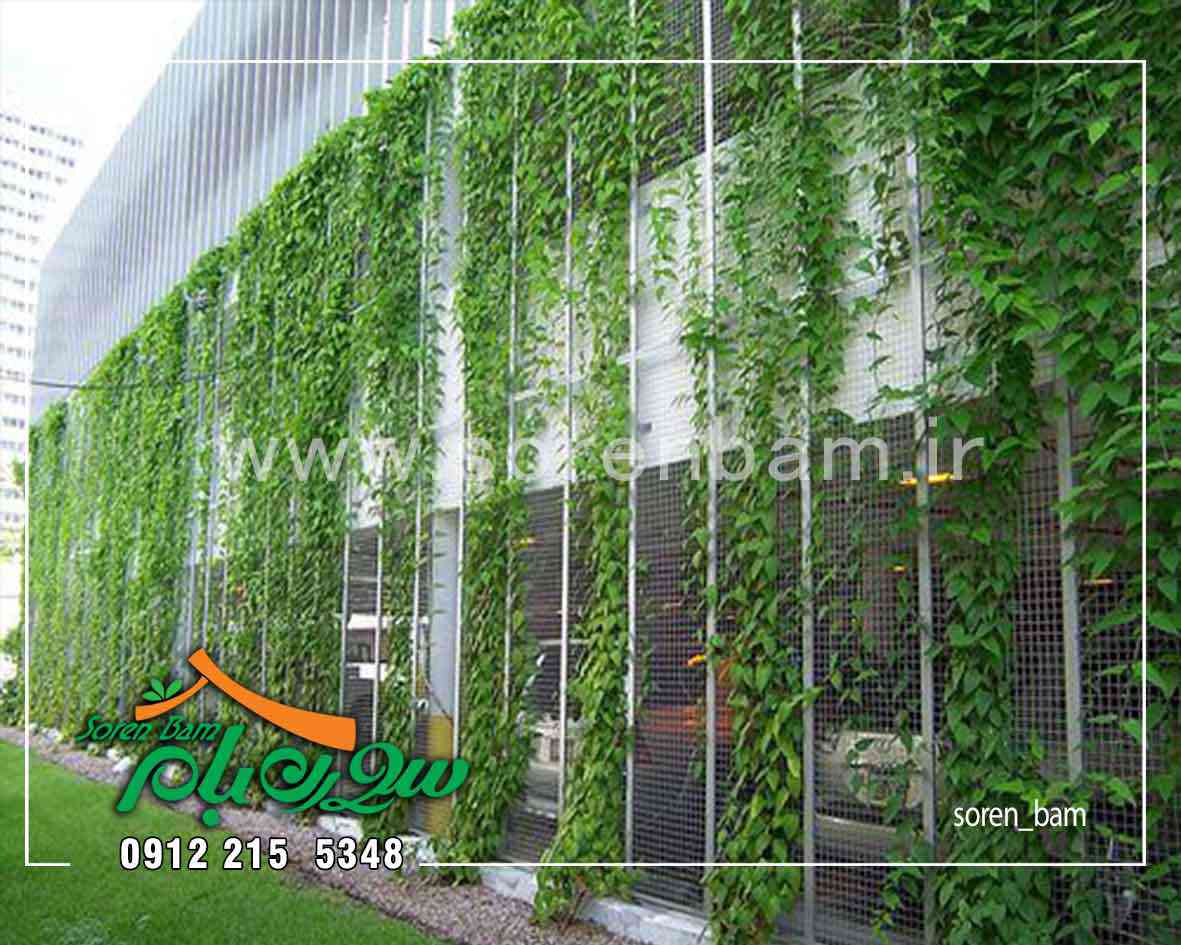 اجرای دیوار سبز سیمی بر دیوار بیرونی مجتمع مسکونی