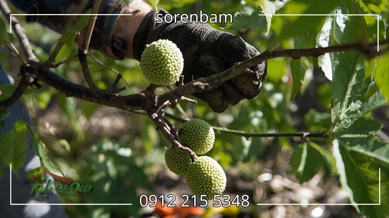 کوددهی درخت توت