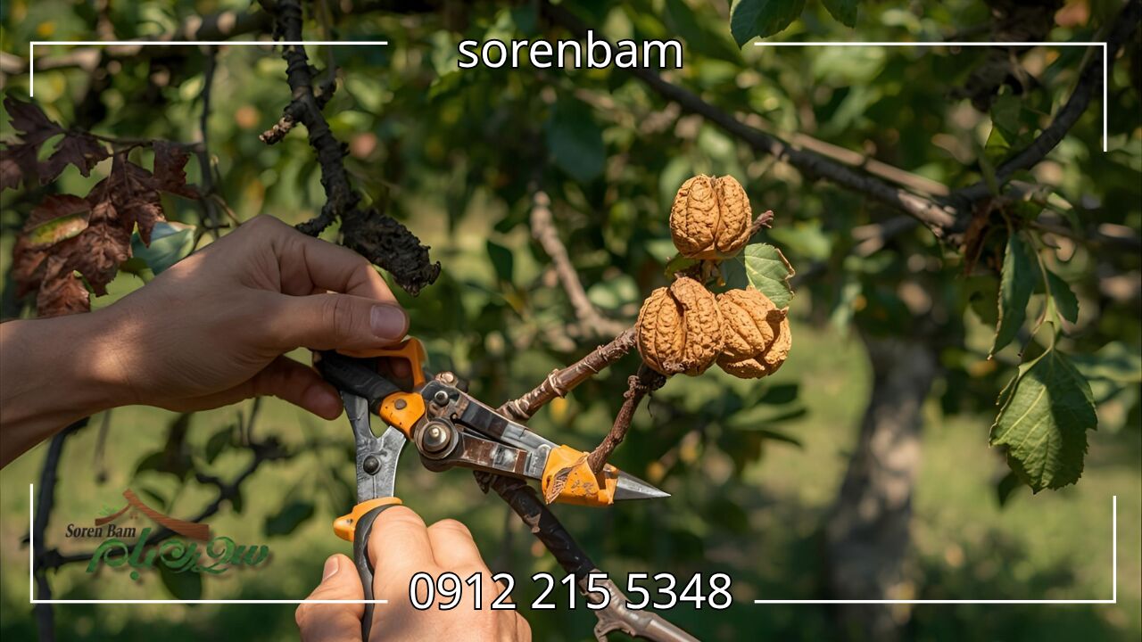 هرس درخت گردو