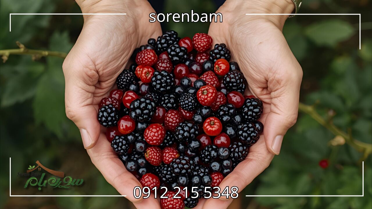 نگهداری درخت توت
