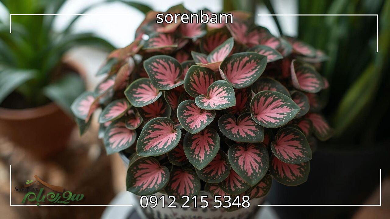 آنتوریوم کریستالی (Anthurium Crystallinum)