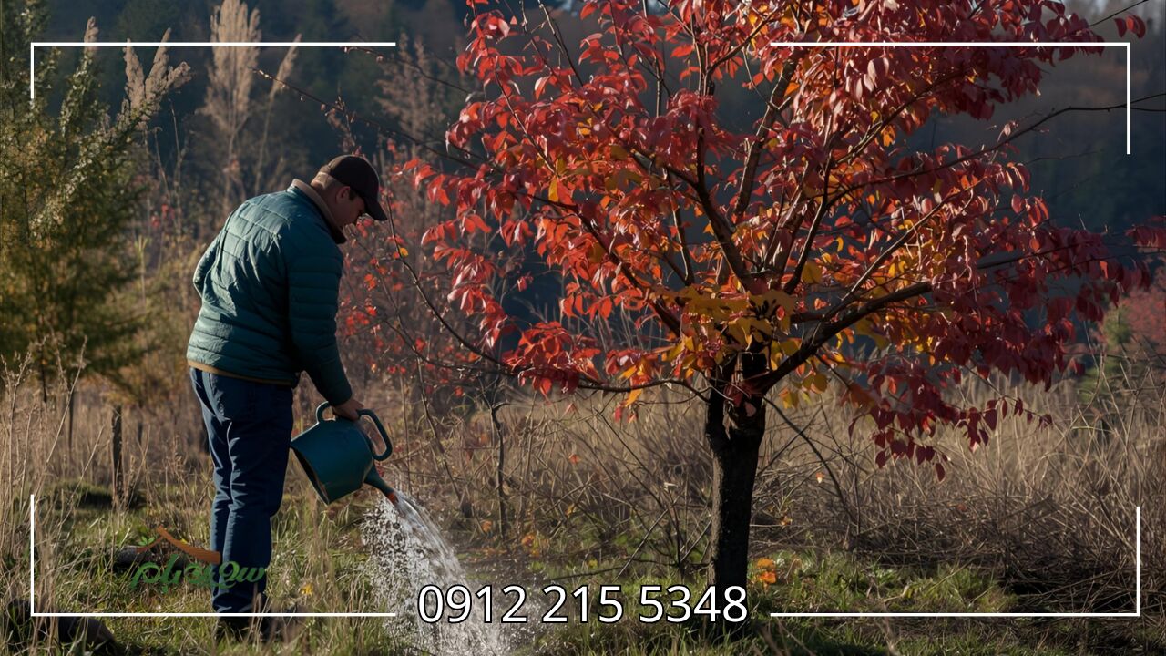 آبیاری درختان