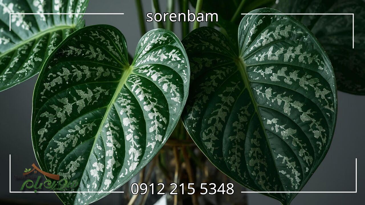 آنتوریوم کریستالی (Anthurium Crystallinum)