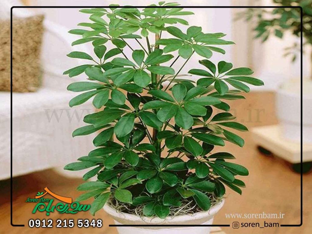 فروش گل و گیاهان فضای سبز