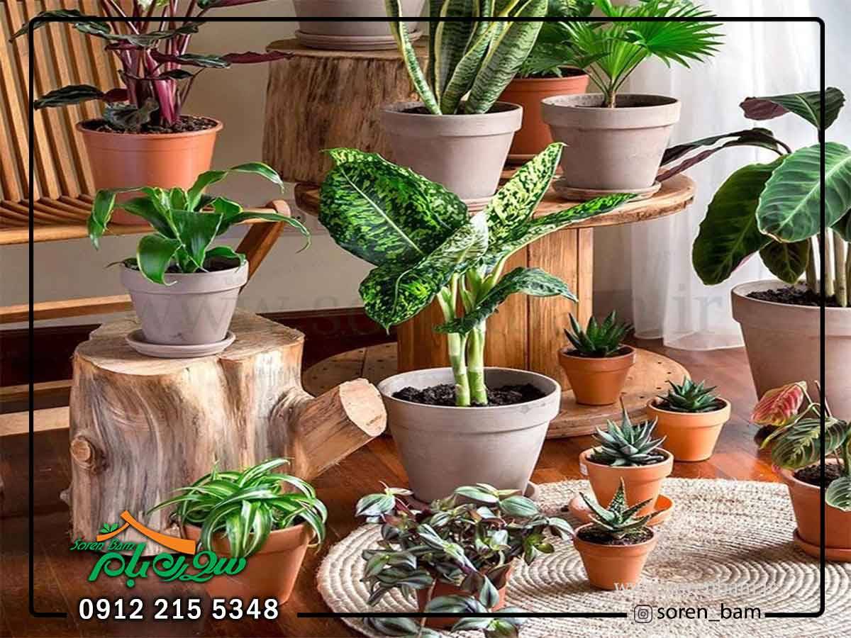 فروش گل و گیاهان فضای سبز