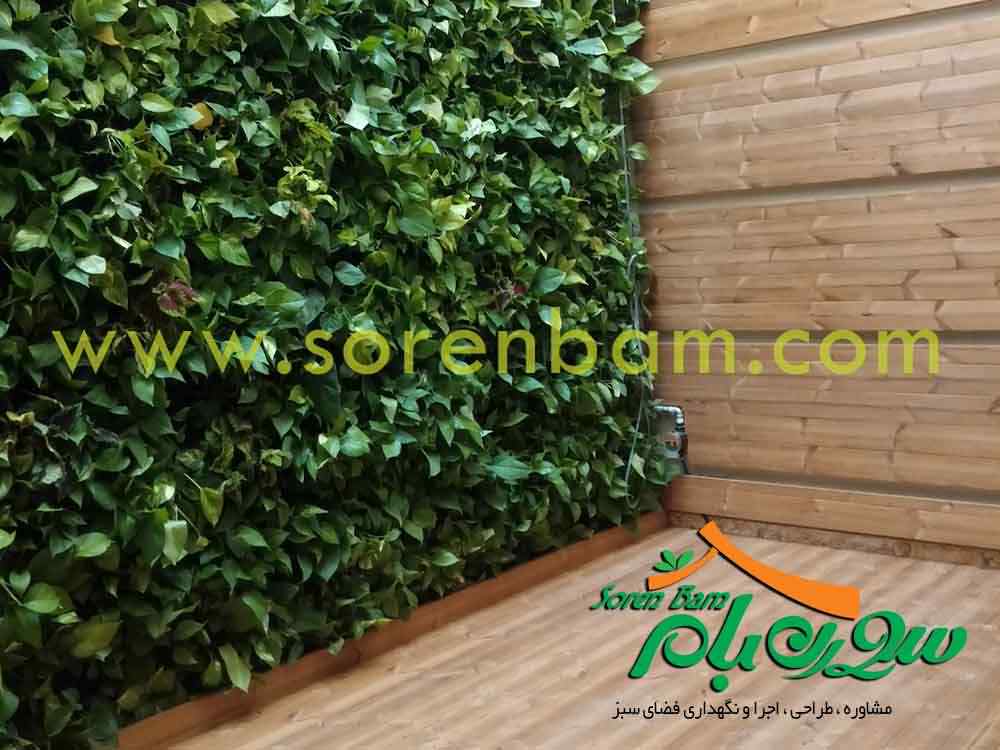 دیوار سبز و گیاهان مناسب