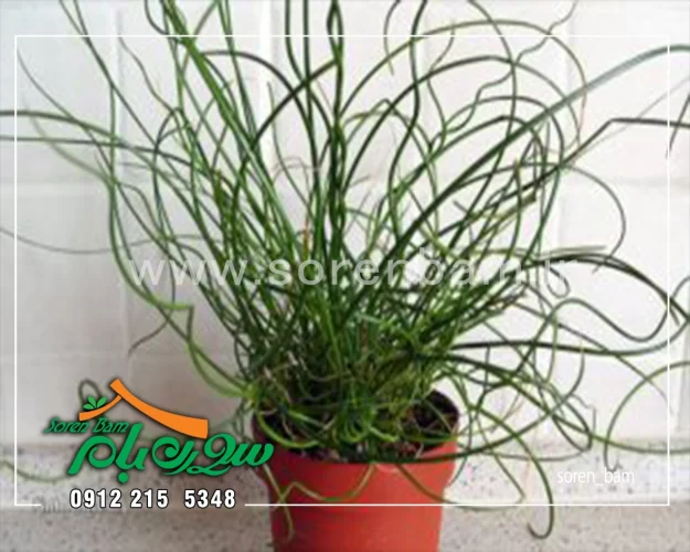 گیاهان روف گاردن گیاهان روف گاردن