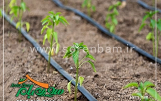 نحوه اجرای آبیاری قطره ای