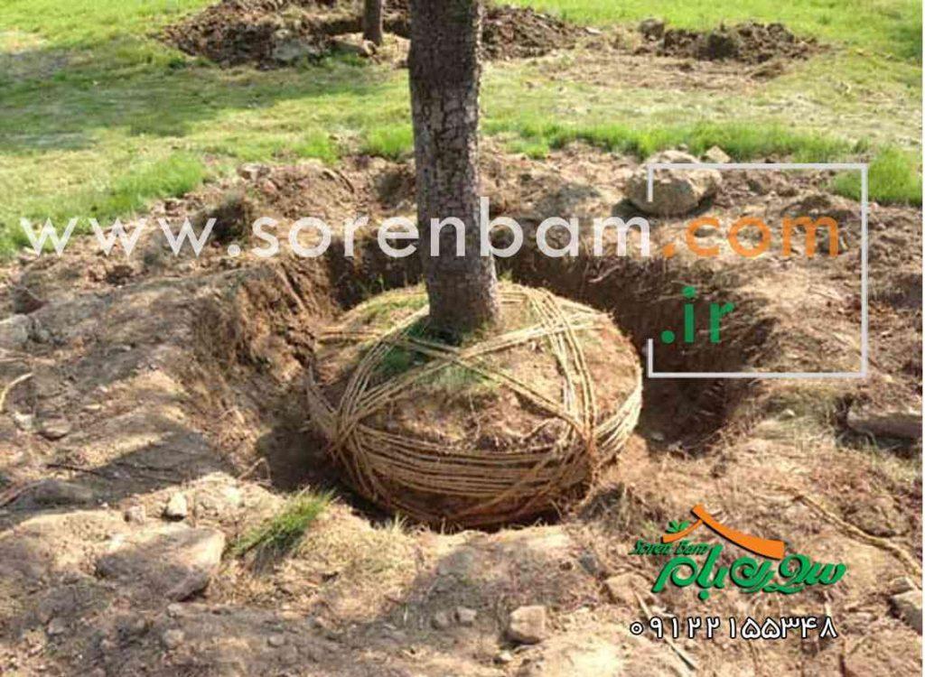 جابجایی درختان کهنسال و قدیمی