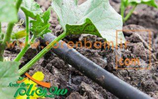 اجرای سیستم آبیاری