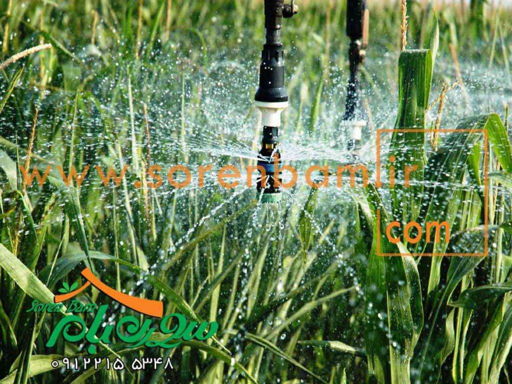 آبیاری قطره ای درخت