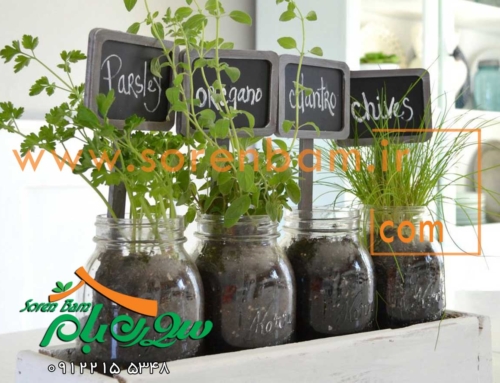 گیاهان مناسب برای دیوار سبز