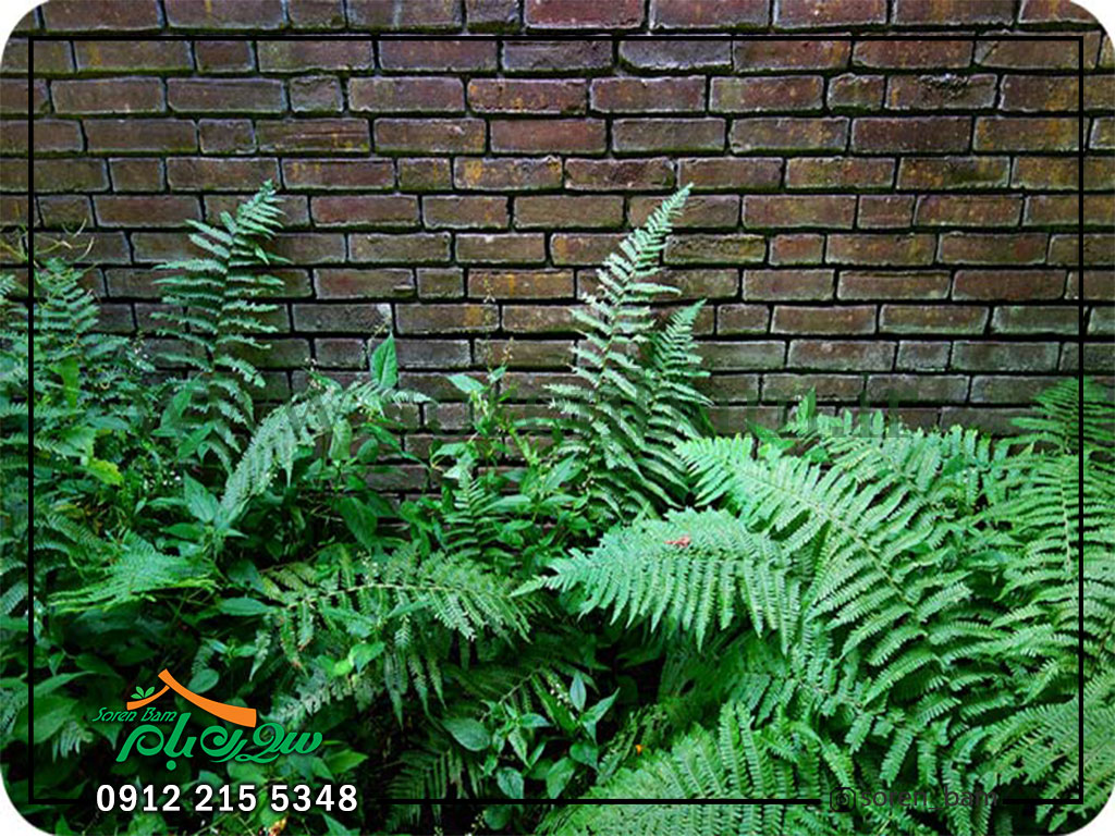 گیاهان دیوار سبز