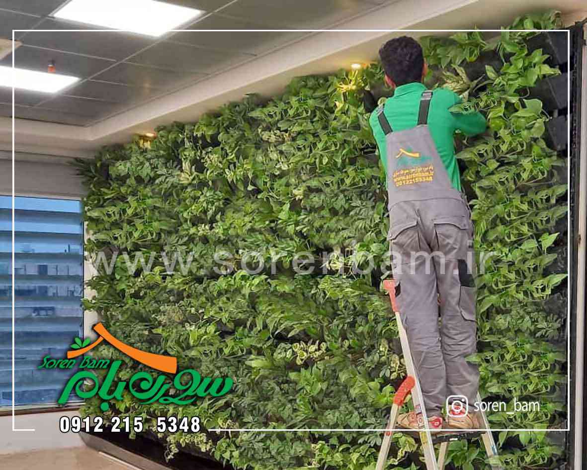 کاشت گیاهان دیوار سبز