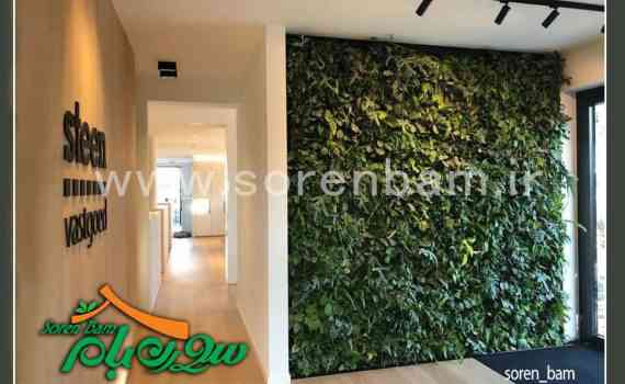 بهترین گیاهان مناسب دیوار سبز و بام سبز