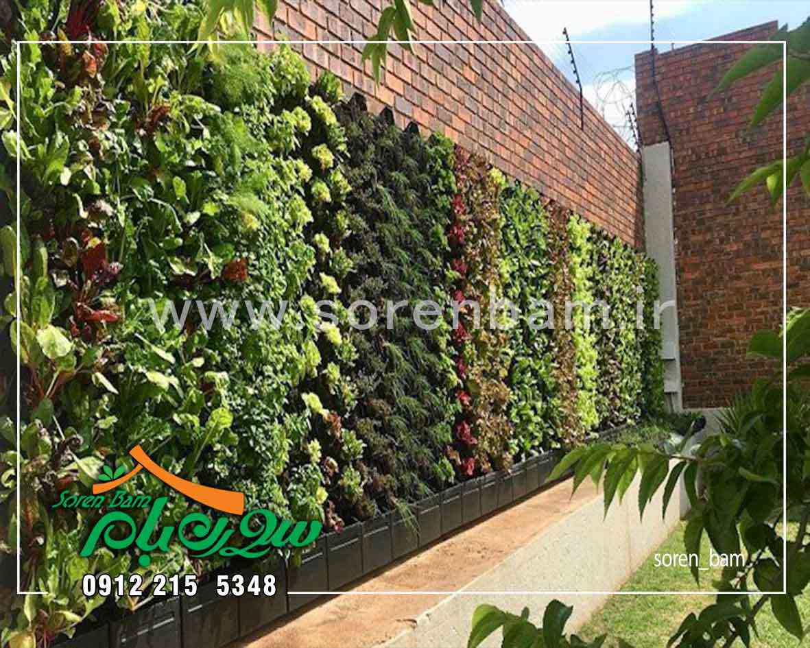 دیوار سبز با گیاهان مختلف در روف گاردن