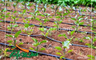 سیستم آبیاری قطره ای