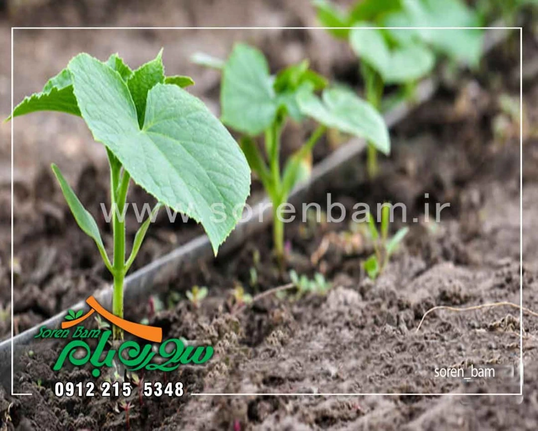 اجرای آبیاری قطره ای