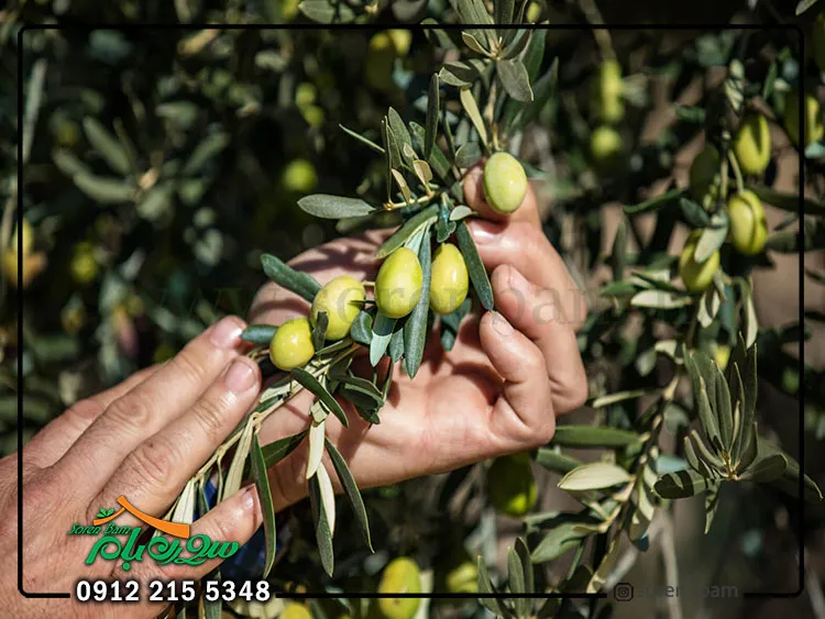 مزایای آبیاری قطره‌ای زیتون