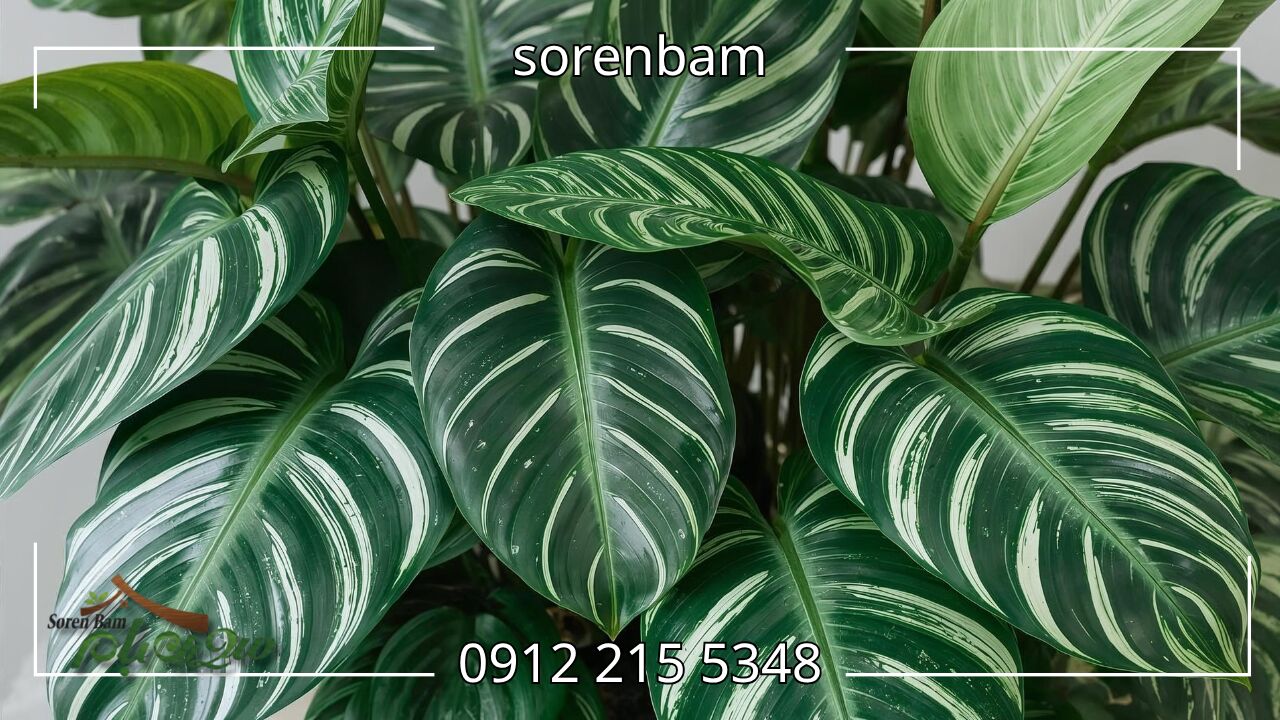 کالاتیا اوربیتا (Calathea Orbifolia)
