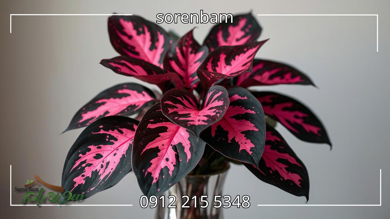 فیلودندرون صورتی (Pink Princess Philodendron)