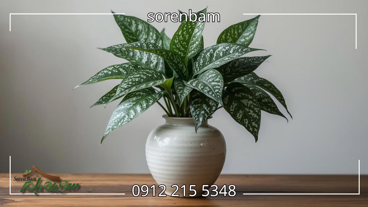 آلوکازیا اژدهایی (Alocasia Baginda ‘Dragon Scale’)