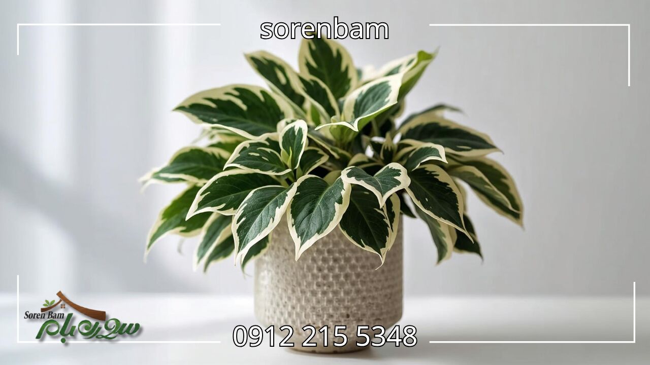 برگقاشقی ابلق (Peperomia Obtusifolia Variegata)