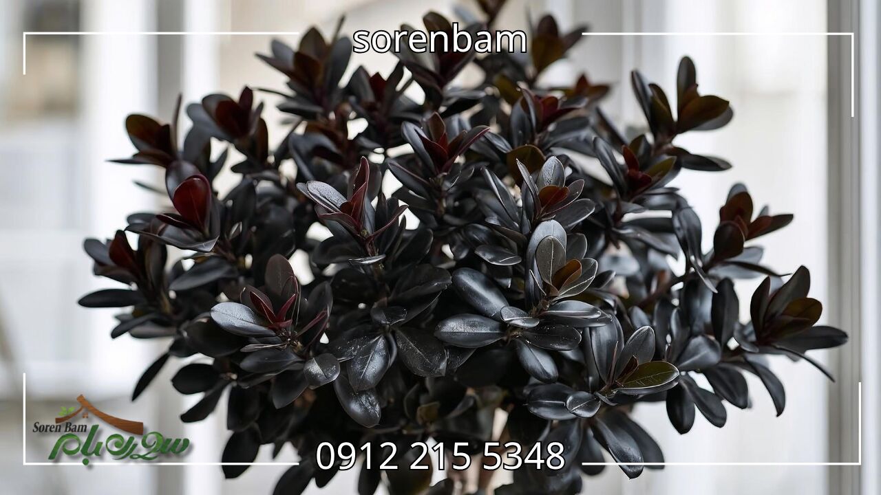 بنجامین بلک (Ficus Benjamina ‘Black’)