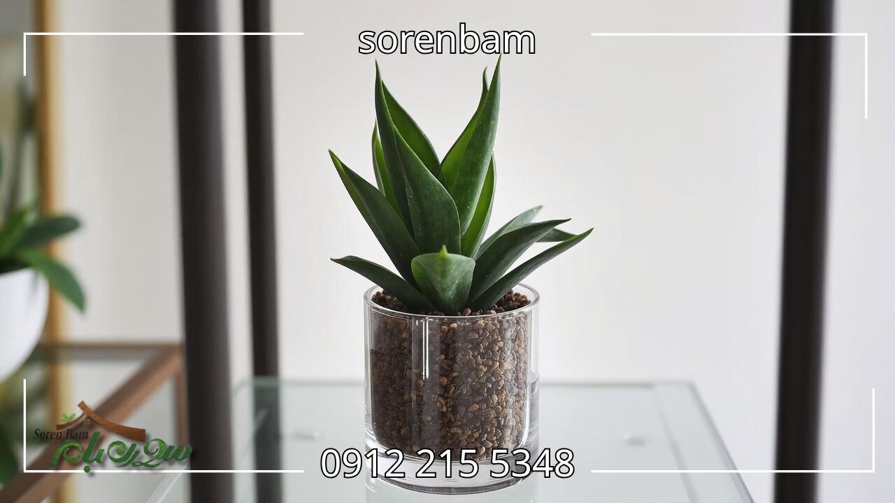 سانسوریا لانهپرنده (Sansevieria Trifasciata ‘Hahnii’)