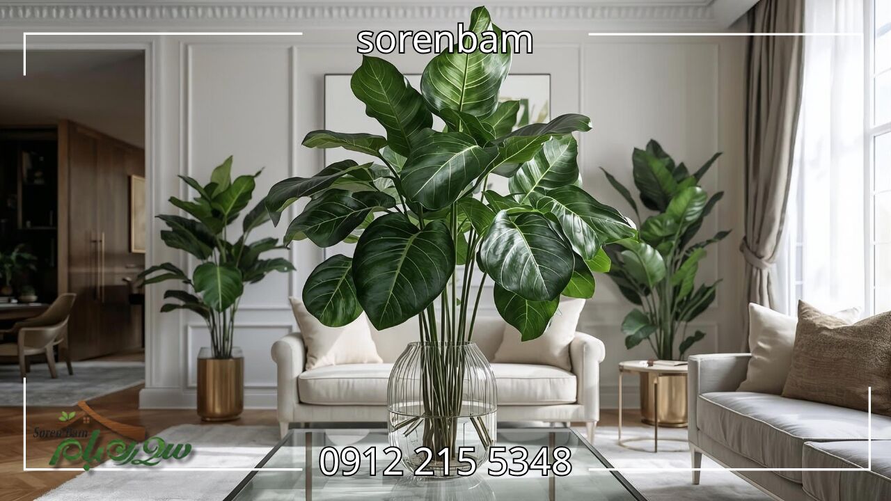فیکوس لیراتا (Ficus Lyrata – Fiddle Leaf Fig)