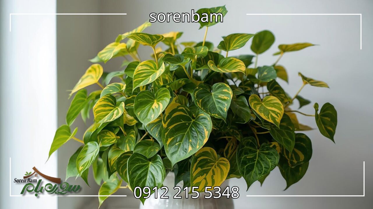 پوتوس طلایی (Epipremnum Aureum ‘Golden Pothos’)