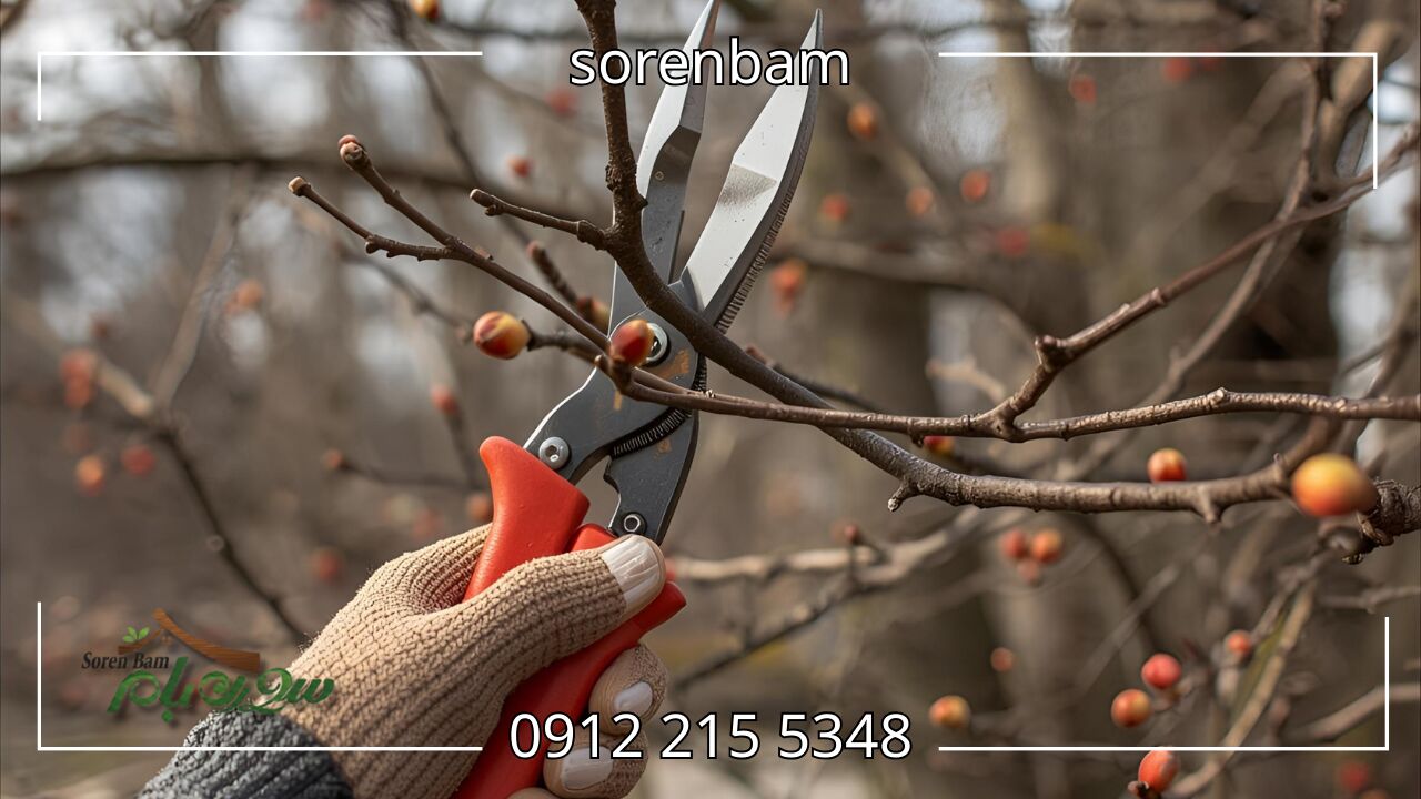هرس درختان