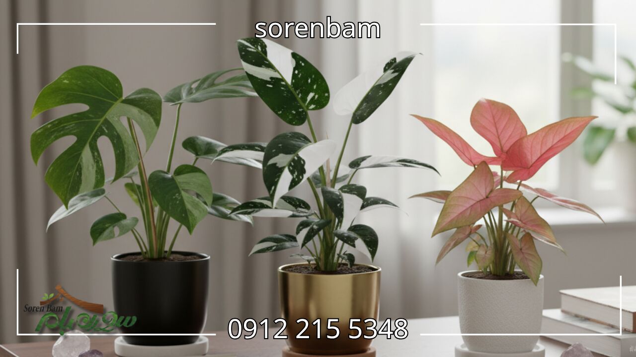 گیاهان لوکس و خاص ۲۰۲۵