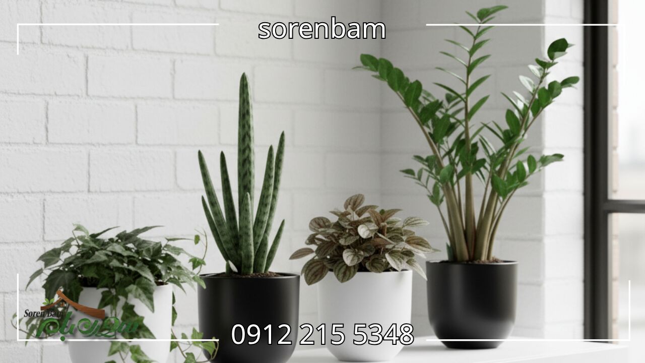 گیاهان آپارتمانی ترند برای خانههای کوچک