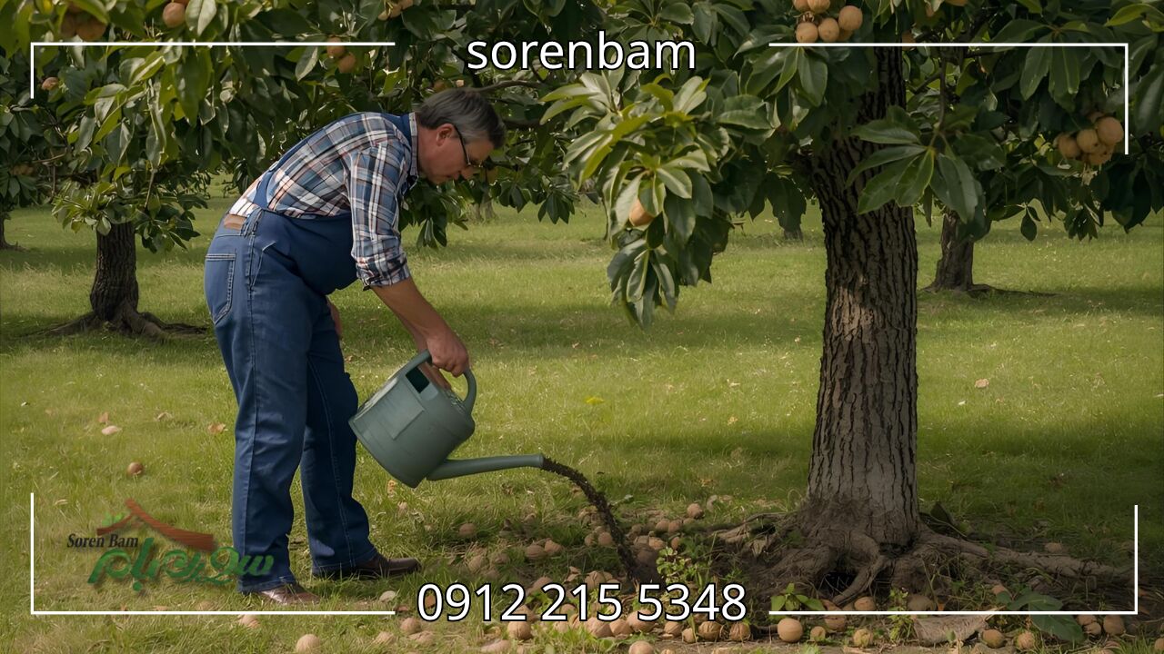 کوددهی درخت گردو