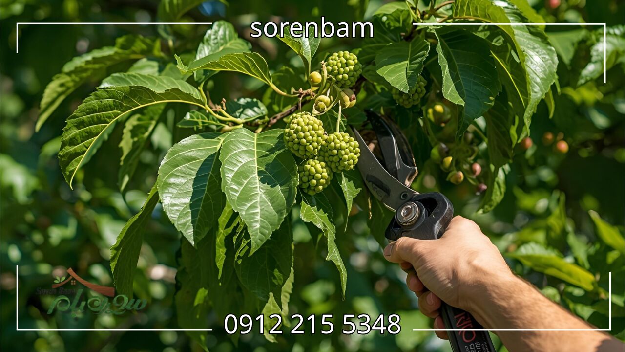 کوددهی درخت توت