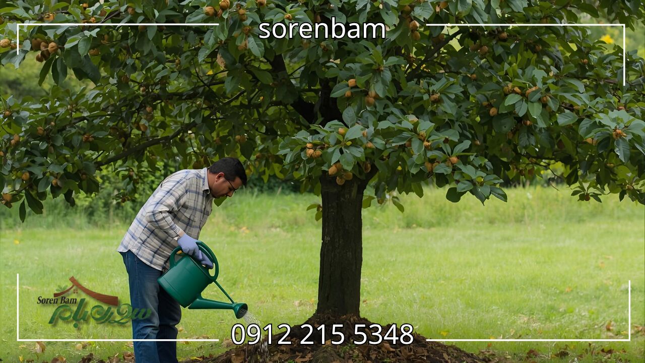 آبیاری درخت گردو
