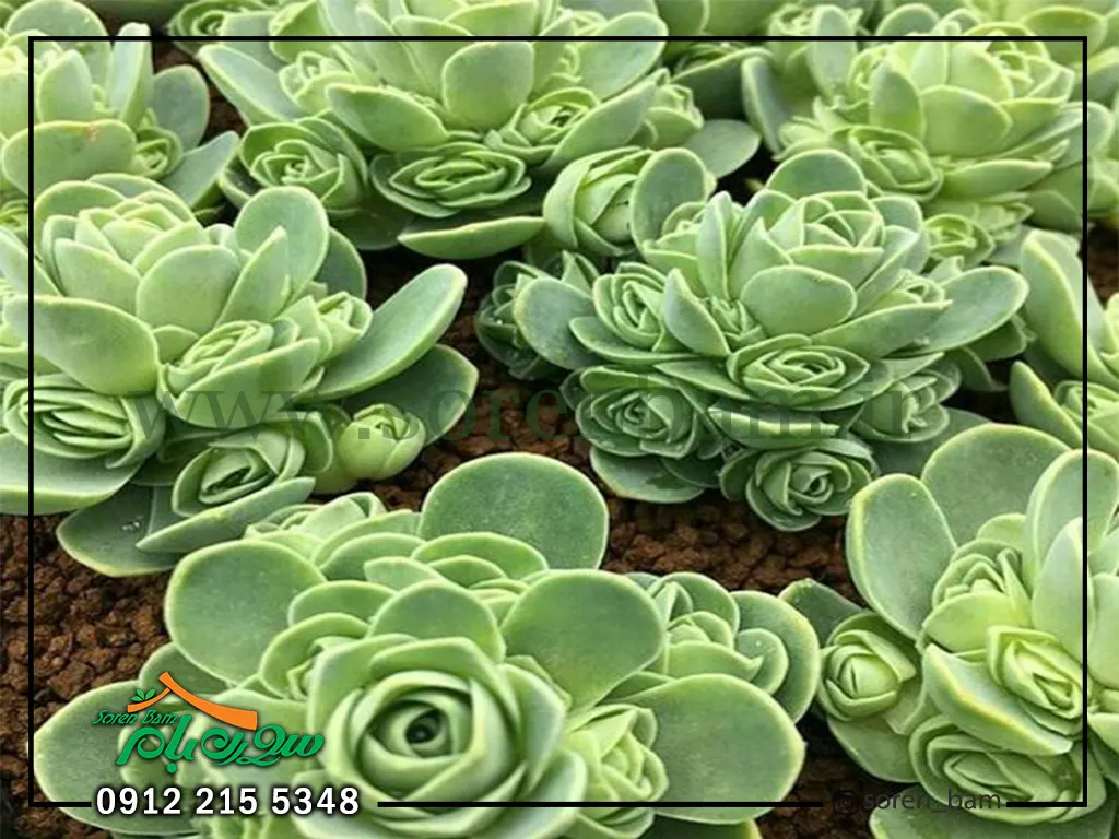 آئونیوم (ناز بشقابی)