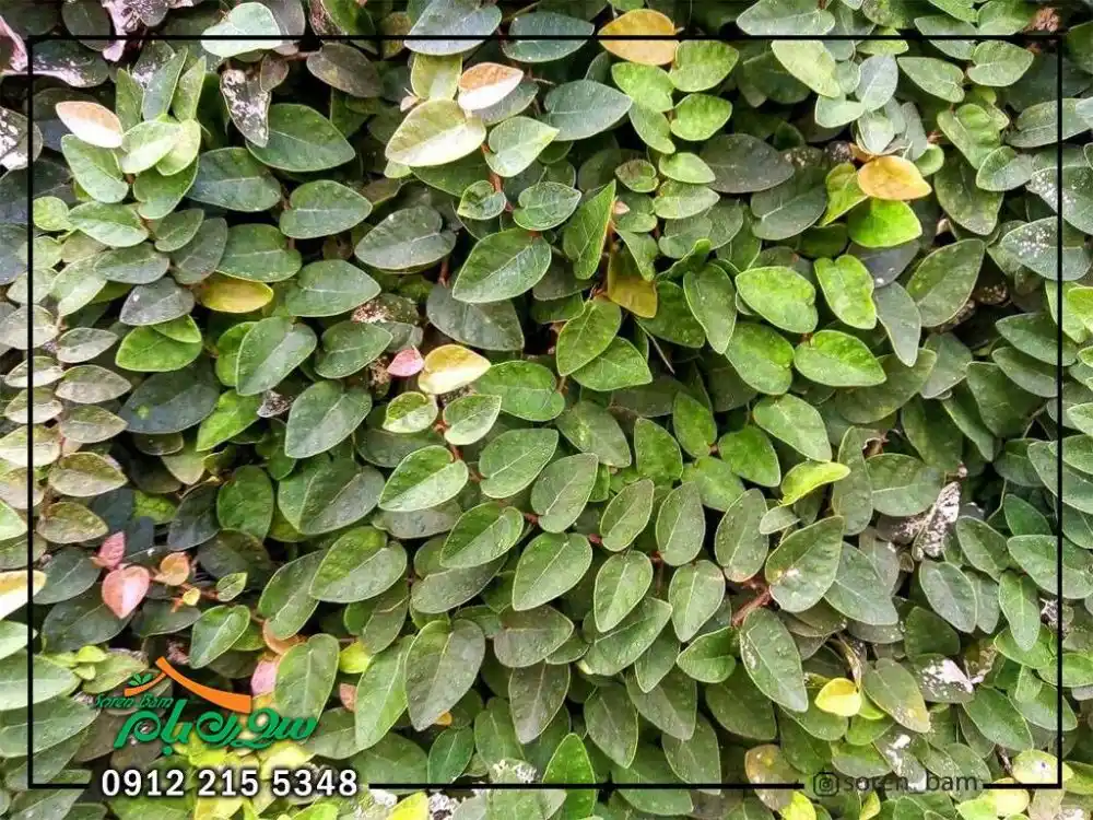 گرین وال طبیعی شیراز