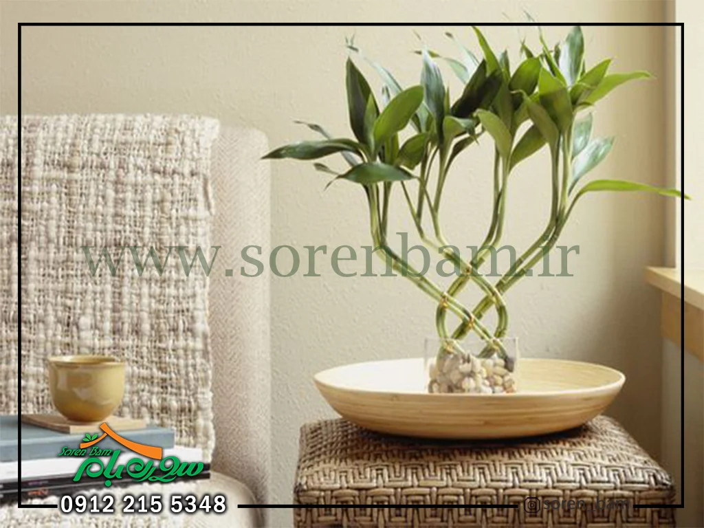 بامبو کاشت گیاهان دیوار سبز و آپارتمانی