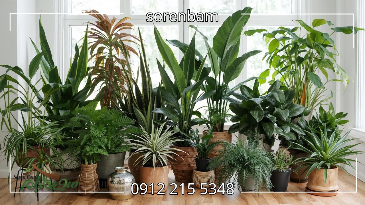 معیار انتخاب زیباترین گیاهان ۲۰۲۵