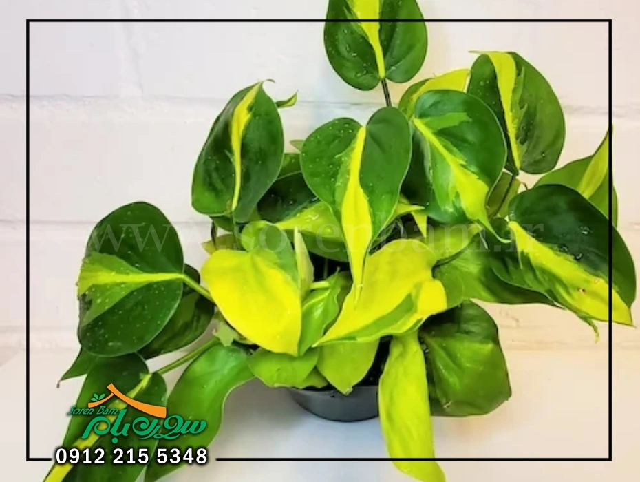 تکثیر گل اسکاندیس در خانه