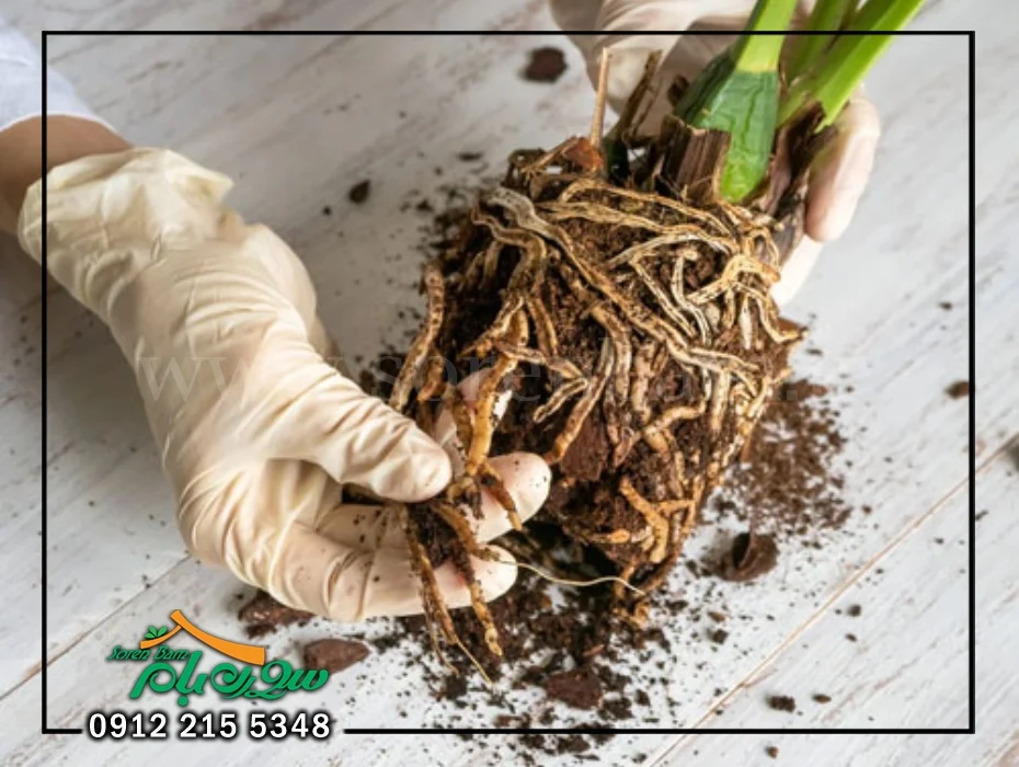 دلیل پوسیدگی ریشه اسکاندیس