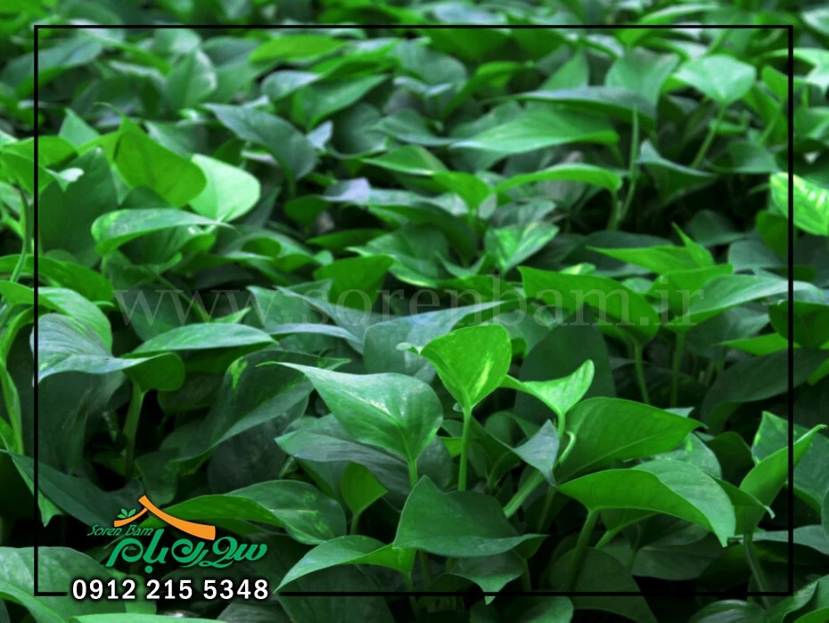 روش نگهداری اسکاندیس در خانه