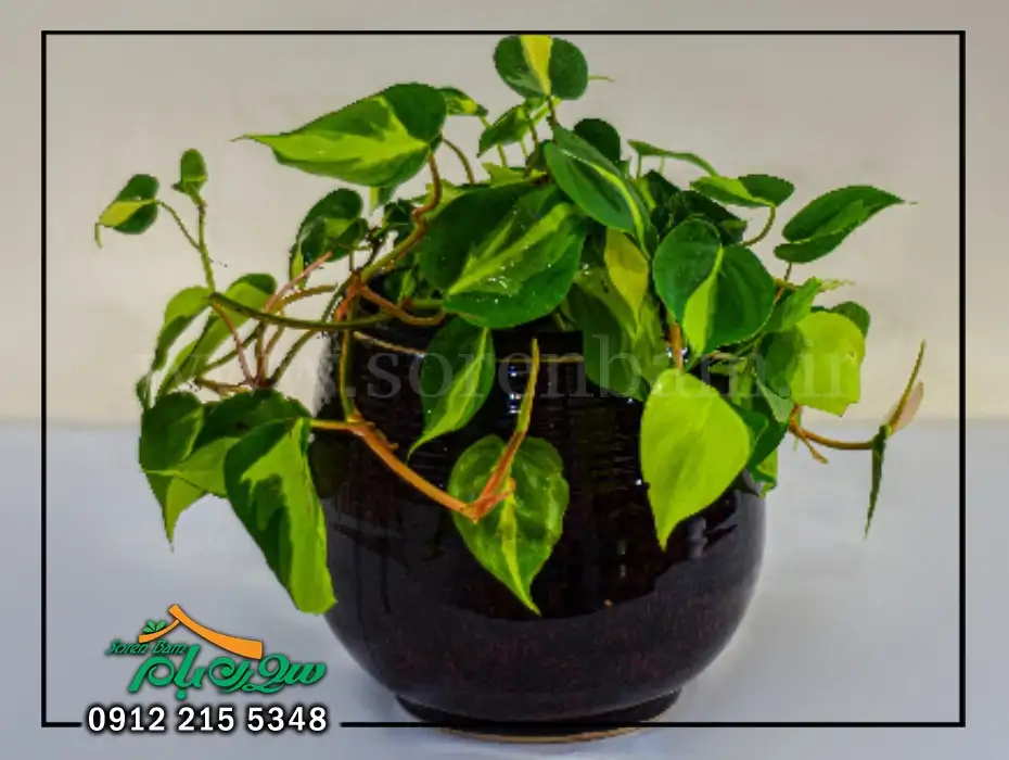 گل اسکاندیس ابلق