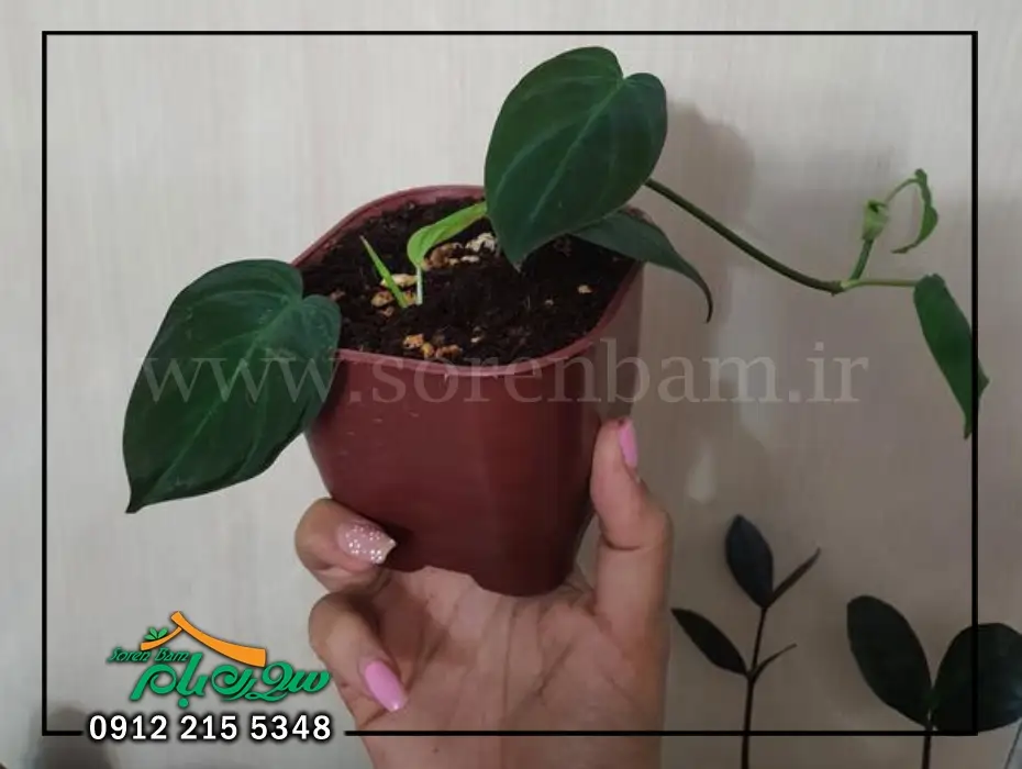 گل اسکاندیس بلک