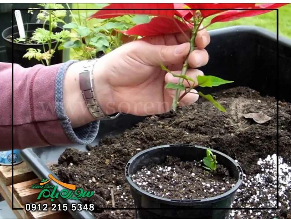 خاک مناسب برای گل اسکاندیس