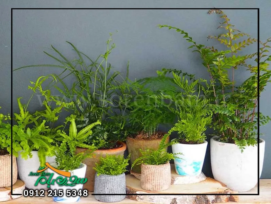 شرایط نگهداری انواع سرخس در منزل