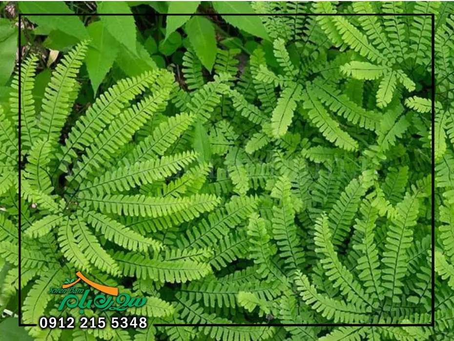 سرخس مار زبان