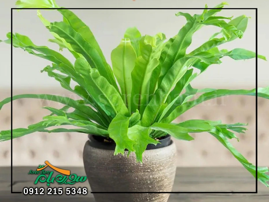 سرخس آشیانه